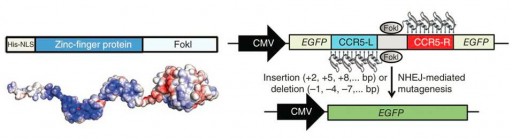 ZFN_proteins