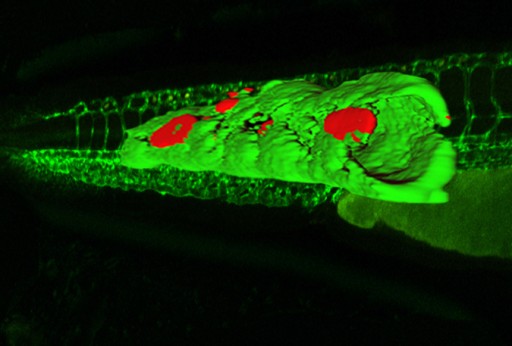 Zebrafish