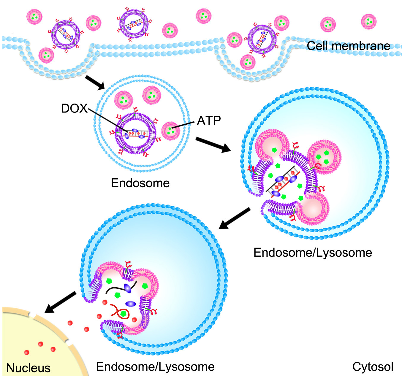 Zhen-Gu-liposome-image Zhen-Gu-liposome-image