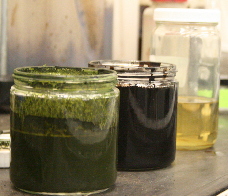 algae-to-oil