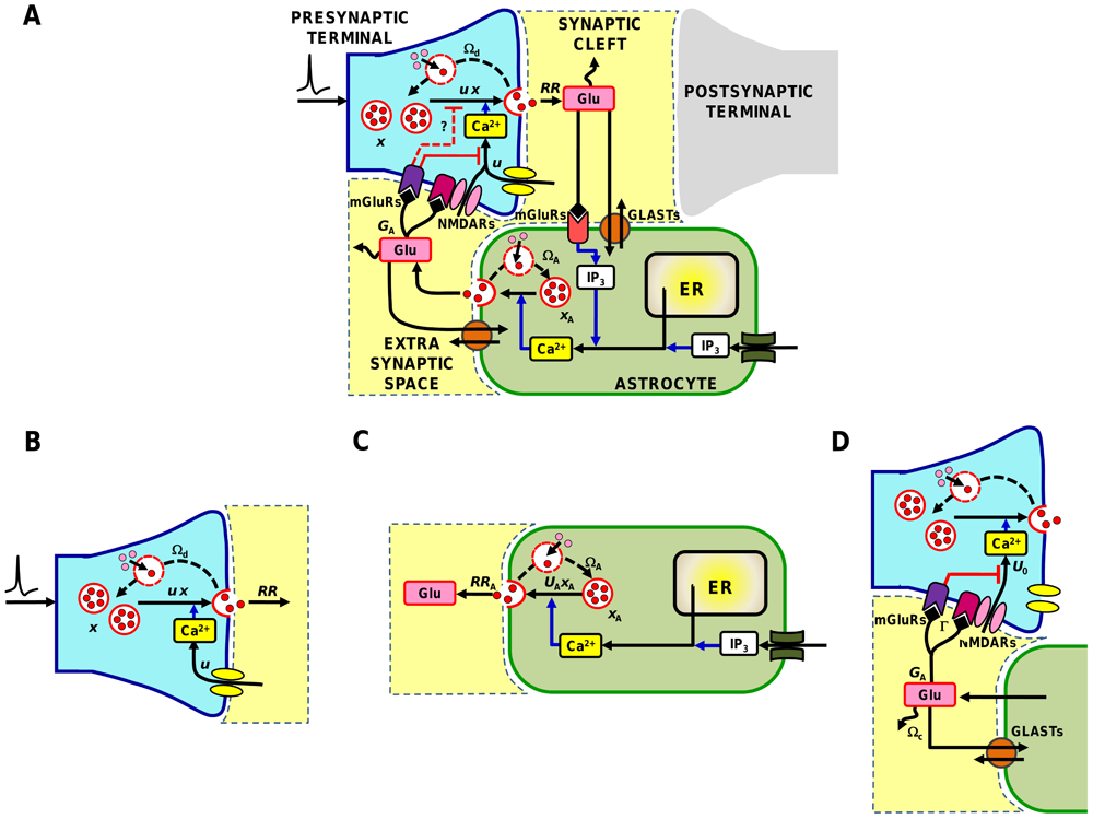astrocyteregulation astrocyteregulation