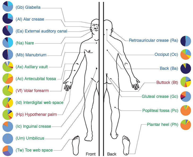 bacteria_in_body