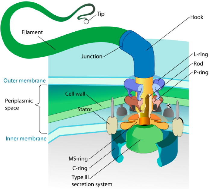bacterial motor