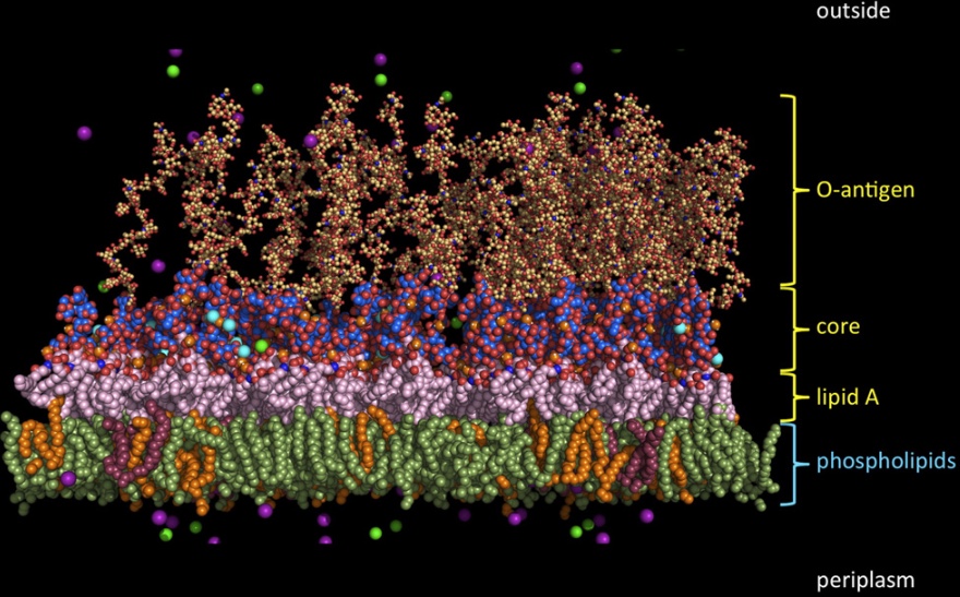 bacterial outer membrane molecular complexity