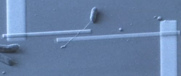 bacterialnanowire