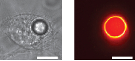 bead in cell