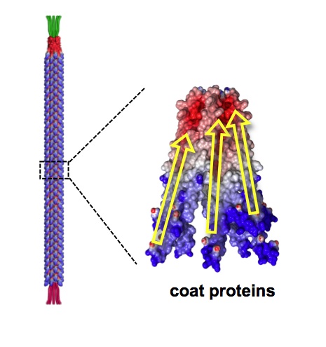 berkeley_virus berkeley_virus