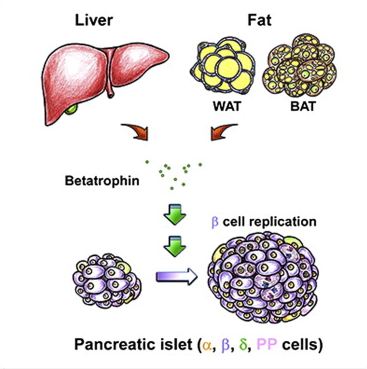 betatrophin_cell