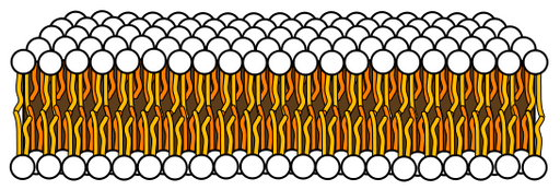 bilayer