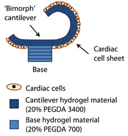 bio-bot cross section