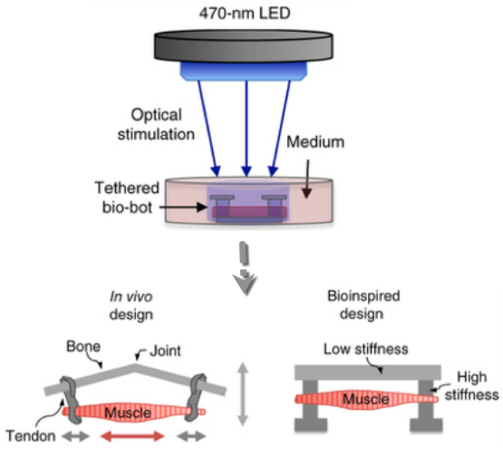 bio-bots design