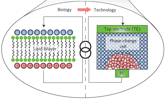 bio vs. tech phase change