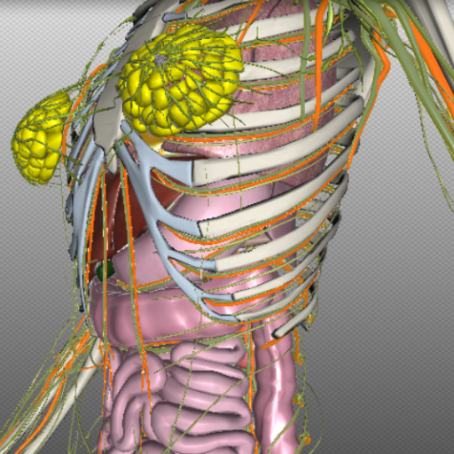 biodigitalhuman