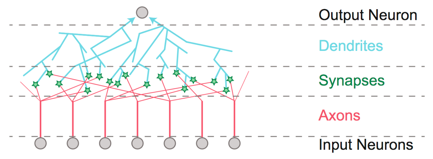 biological schema -- output neuron