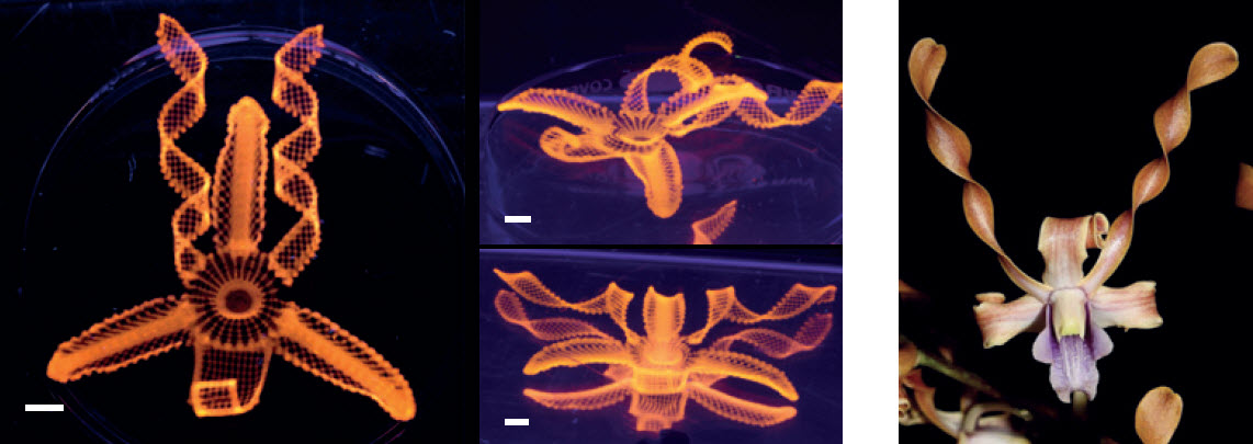 biomimetic 4D printing