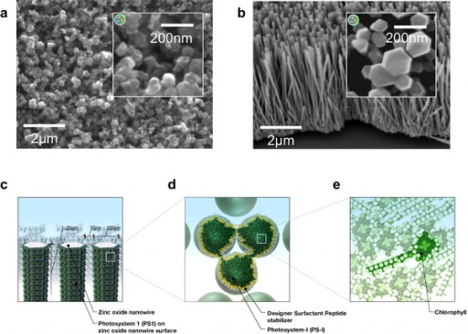 biophotovoltaicarrangement