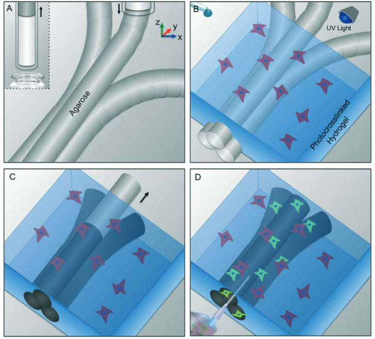 bioprinting microchannels