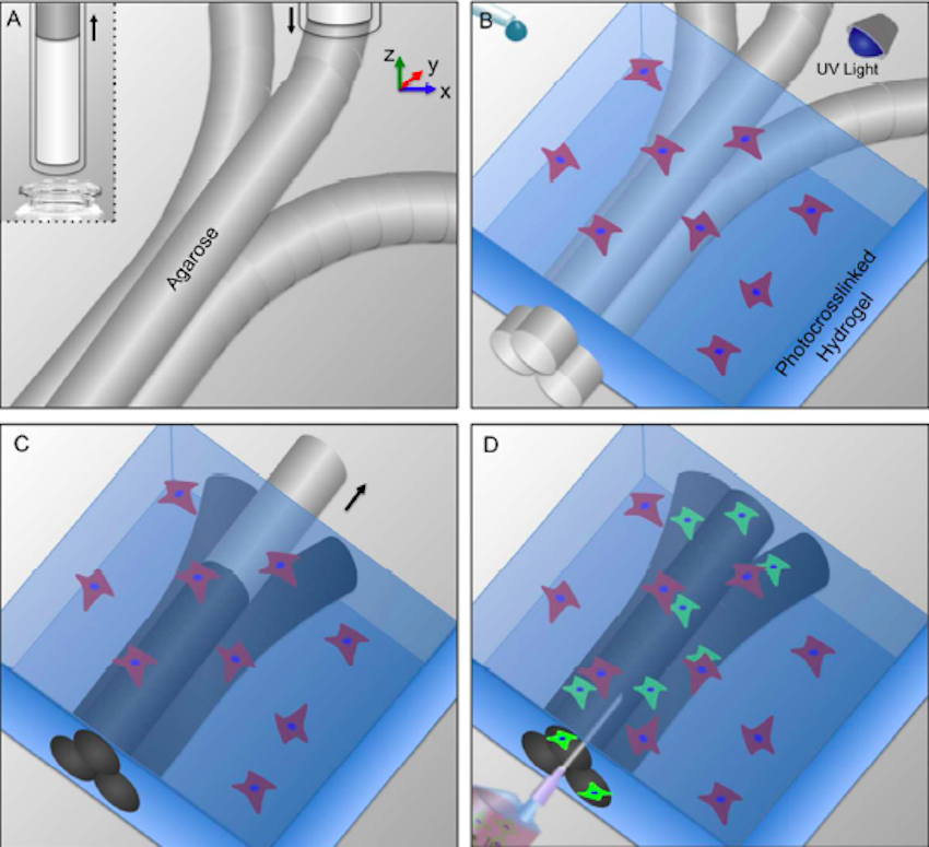 bioprinting-organs-1