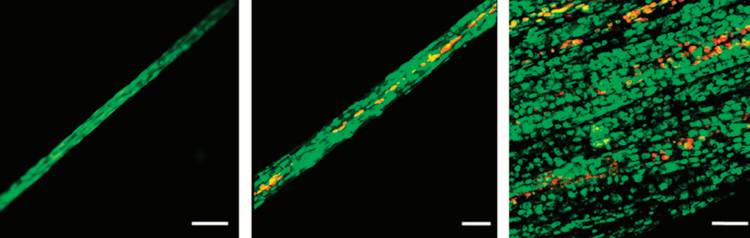 biostructural units