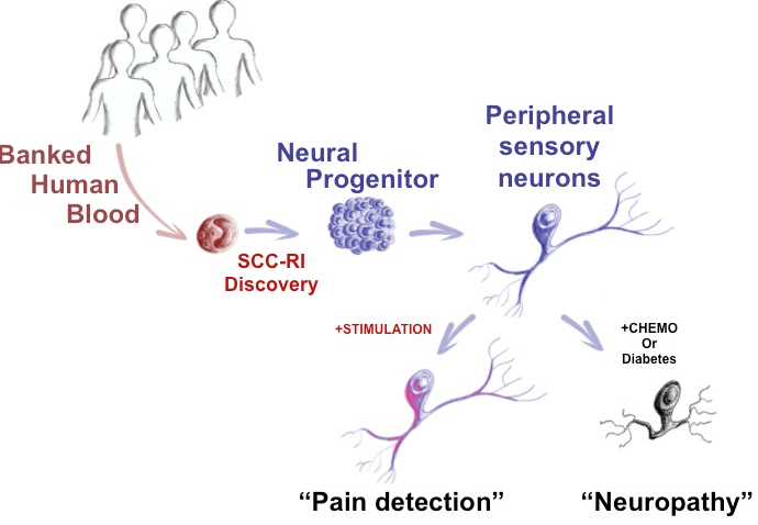 blood to neural tissue