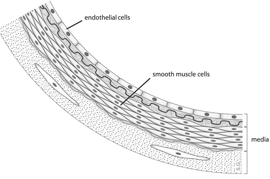 blood vessel lining