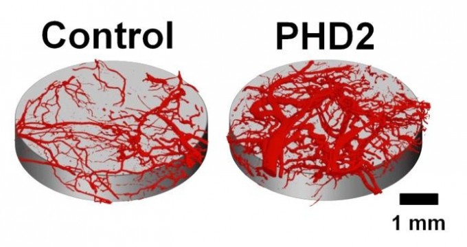 blood_vessels