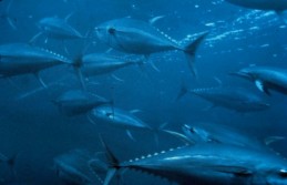 bluefin_tuna