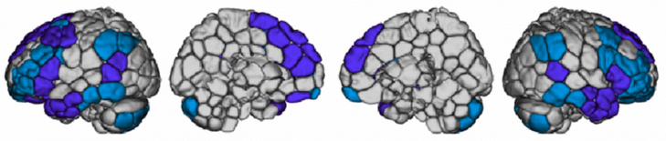 brain ID regions