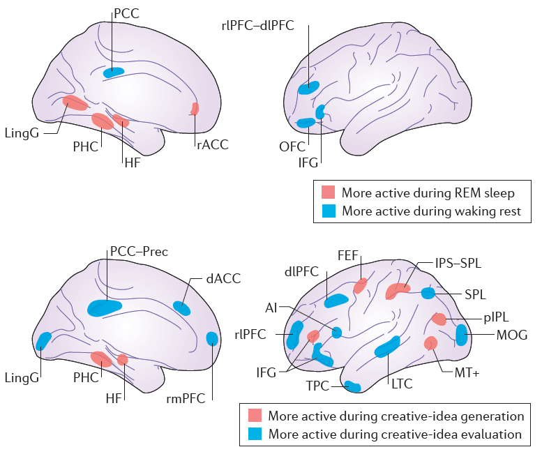 brain areas - REM sleep vs. creative