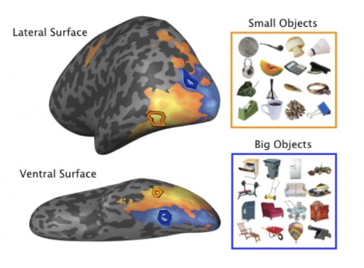 brain_and_objects