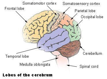 brain_lobes brain_lobes