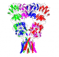 Brain protein