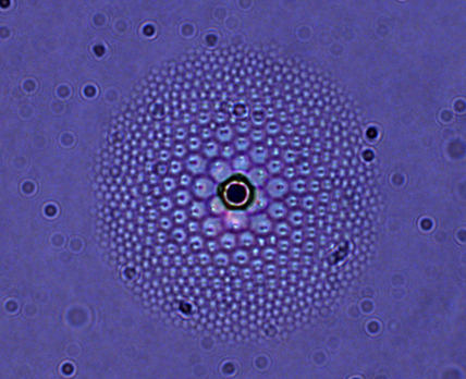 bright field liquid crystal flower