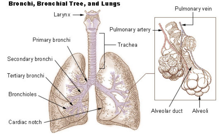 bronchials