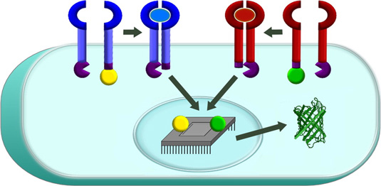 building-smart-cell-based-therapies-header