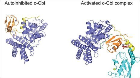 c-cbl