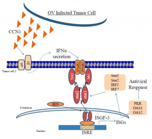 ccn1_mediated_ov