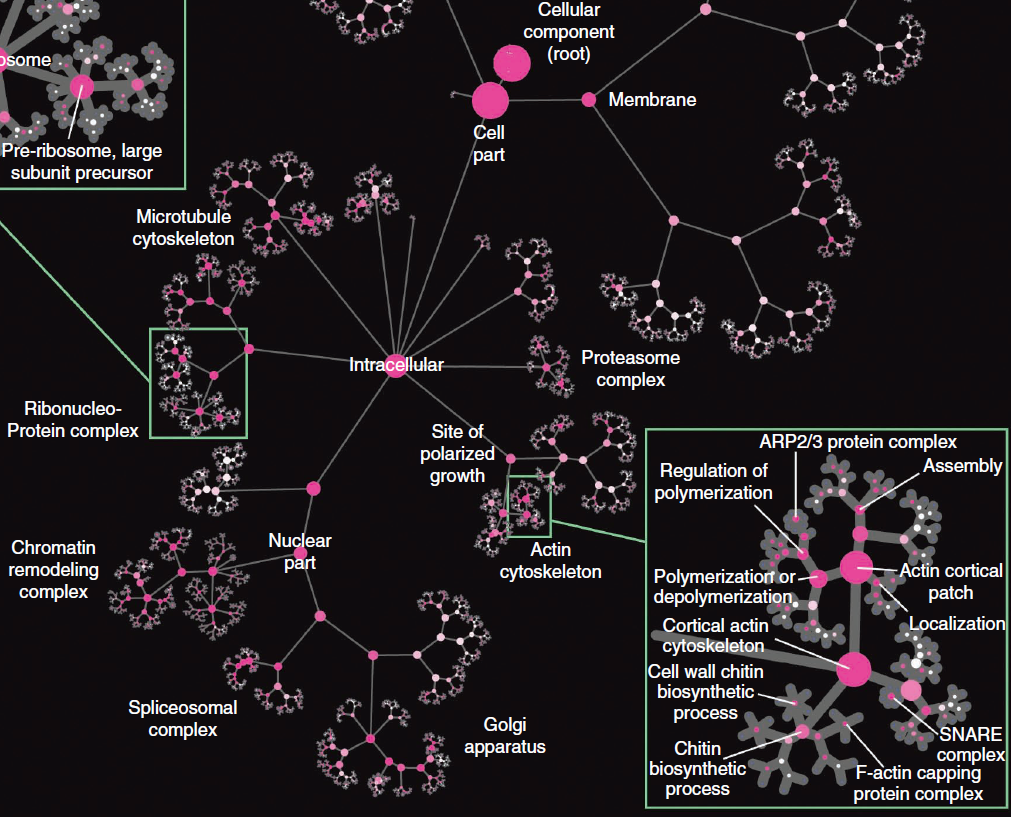 cell model