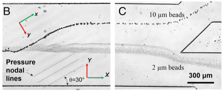 cell separation - detail