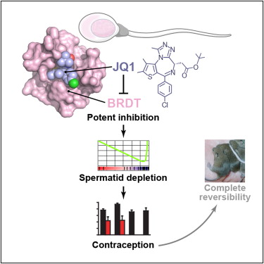 Small-Molecule Inhibition of BRDT for Male Contraception