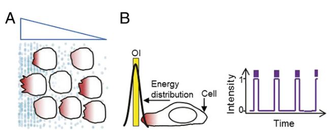 cell_migration cell_migration