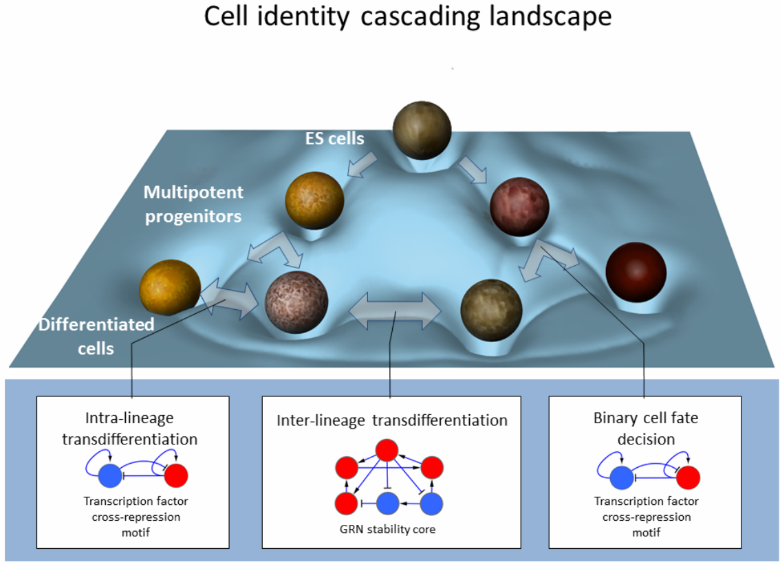 cellular reprogramming