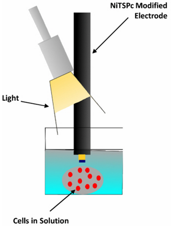 cellular response to light