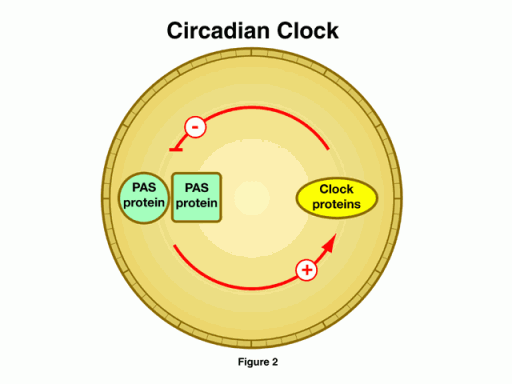 circadianclock