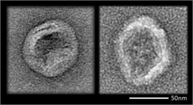 cloaked_dna