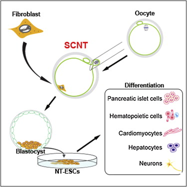 cloning_stem_cells cloning_stem_cells