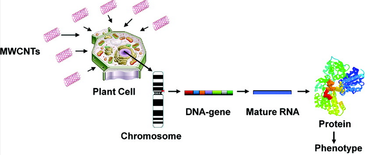 cnts-effects-on-plants