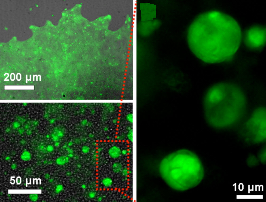 colonies in hydrogel