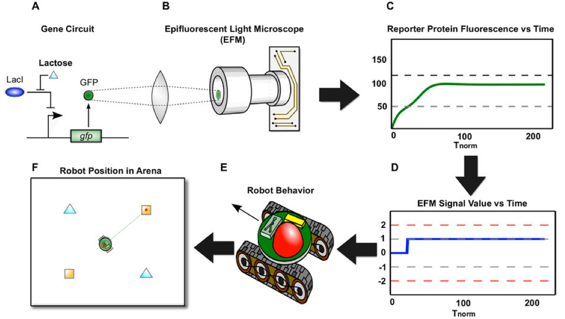 computational simulation of microbiome-host