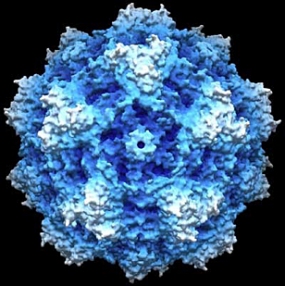 computer_simulation_parvovirus